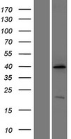 ls010159 atp6ip2 atp6ap2 human over expression lysates nm 005765 wb testing 1