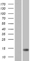 FARP1 Human Over-expression Lysates NM_001001715