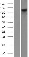 FARP1 Human Over-expression Lysates NM_005766