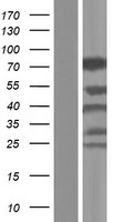 WASF2 Human Over-expression Lysates NM_006990