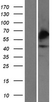 Carbohydrate sulfotransferase 4 (CHST4) Human Over-expression Lysates NM_005769