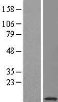 SERF2 Human Over-expression Lysates NM_001018108