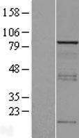 Vinexin (SORBS3) Human Over-expression Lysates NM_005775