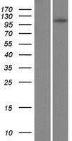 ls010194 tshz1 human over expression lysates nm 005786 wb testing 1