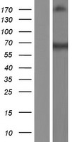 ls010196 prmt3 human over expression lysates nm 005788 wb testing 2