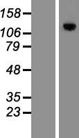 MPHOSPH9 Human Over-expression Lysates NM_022782