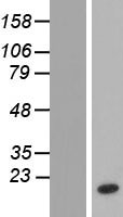 NTF2 (NUTF2) Human Over-expression Lysates NM_005796