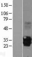 ls010205 eva1 mpzl2 human over expression lysates nm 005797 wb testing 1