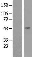 RFP2 (TRIM13) Human Over-expression Lysates NM_052811