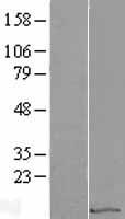 EIF1 Human Over-expression Lysates NM_005801