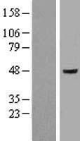 Flotillin 1 (FLOT1) Human Over-expression Lysates NM_005803