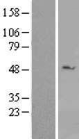 ls010212 ddx39 ddx39a human over expression lysates nm 005804 wb testing 1