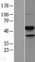Angiopoietin like 7 (ANGPTL7) Human Over-expression Lysates NM_021146