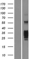 KLRG1 Human Over-expression Lysates NM_005810