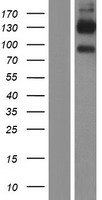 CD96 Human Over-expression Lysates NM_005816