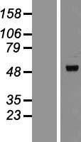 Perilipin 3 (PLIN3) Human Over-expression Lysates NM_005817