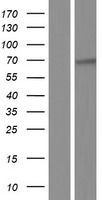 Mesothelin (MSLN) Human Over-expression Lysates NM_013404