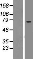 RASGRP2 Human Over-expression Lysates NM_153819