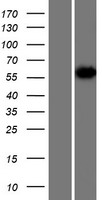 hnRNP R (HNRNPR) Human Over-expression Lysates NM_001102397