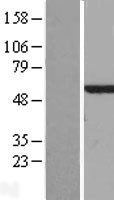 CALCOCO2 Human Over-expression Lysates NM_005831