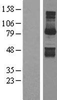 ls010243 gephyrin gphn human over expression lysates nm 020806 wb testing 1