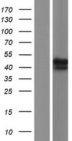 p40 (RABEPK) Human Over-expression Lysates NM_005833