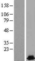 HRSP12 (RIDA) Human Over-expression Lysates NM_005836