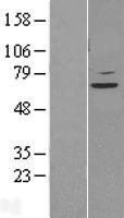 STAM2 Human Over-expression Lysates NM_005843