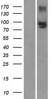 ls010257 mrp4 abcc4 human over expression lysates nm 001105515 wb testing 1