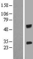 ls010261 igsf6 human over expression lysates nm 005849 wb testing 1