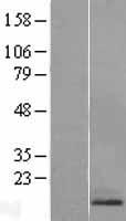 RAMP1 Human Over-expression Lysates NM_005855