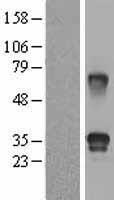 ls010272 fstl3 human over expression lysates nm 005860 wb testing 1