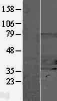 STUB1 Human Over-expression Lysates NM_005861