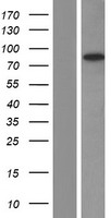 EFS Human Over-expression Lysates NM_005864