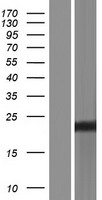 Sigma1 receptor (SIGMAR1) Human Over-expression Lysates NM_147157