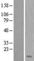 DSCR4 Human Over-expression Lysates NM_005867