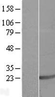 ls010284 sap18 human over expression lysates nm 005870 wb testing 1