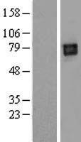 LILRB2 Human Over-expression Lysates NM_001080978