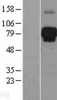 LILRB2 Human Over-expression Lysates NM_005874