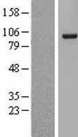 SF3A1 Human Over-expression Lysates NM_005877