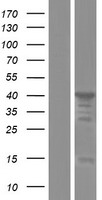 MAEA Human Over-expression Lysates NM_005882