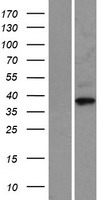 CCNO Human Over-expression Lysates NM_021147