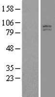 ls010312 tcirg1 human over expression lysates nm 006019 wb testing 1