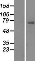 ls010312 tcirg1 human over expression lysates nm 006053 wb testing 2
