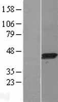 LANCL1 Human Over-expression Lysates NM_001136574