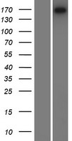 Laminin (LAMC3) Human Over-expression Lysates NM_006059