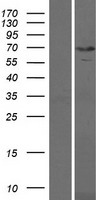 KBTBD10 (KLHL41) Human Over-expression Lysates NM_006063