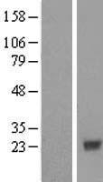 COX4NB (EMC8) Human Over-expression Lysates NM_006067