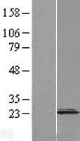 CNPY2 Human Over-expression Lysates NM_014255