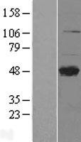 ls010332 cd299 clec4m human over expression lysates nm 214675 wb testing 2